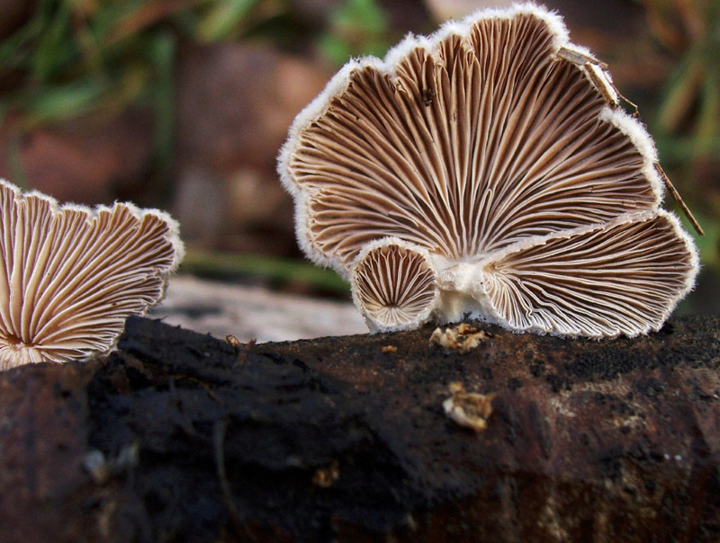 Schizophyllum commune